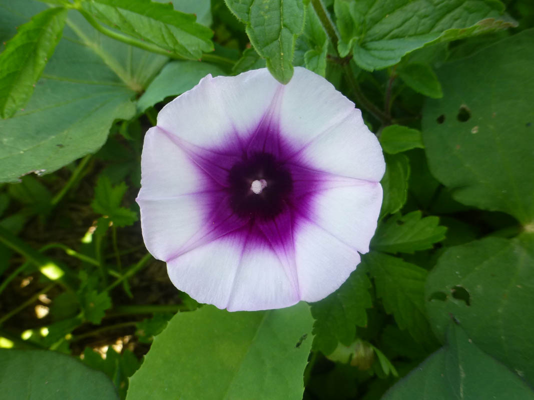 Ipomoea batatas en fleurs dans un jardin ensoleillé